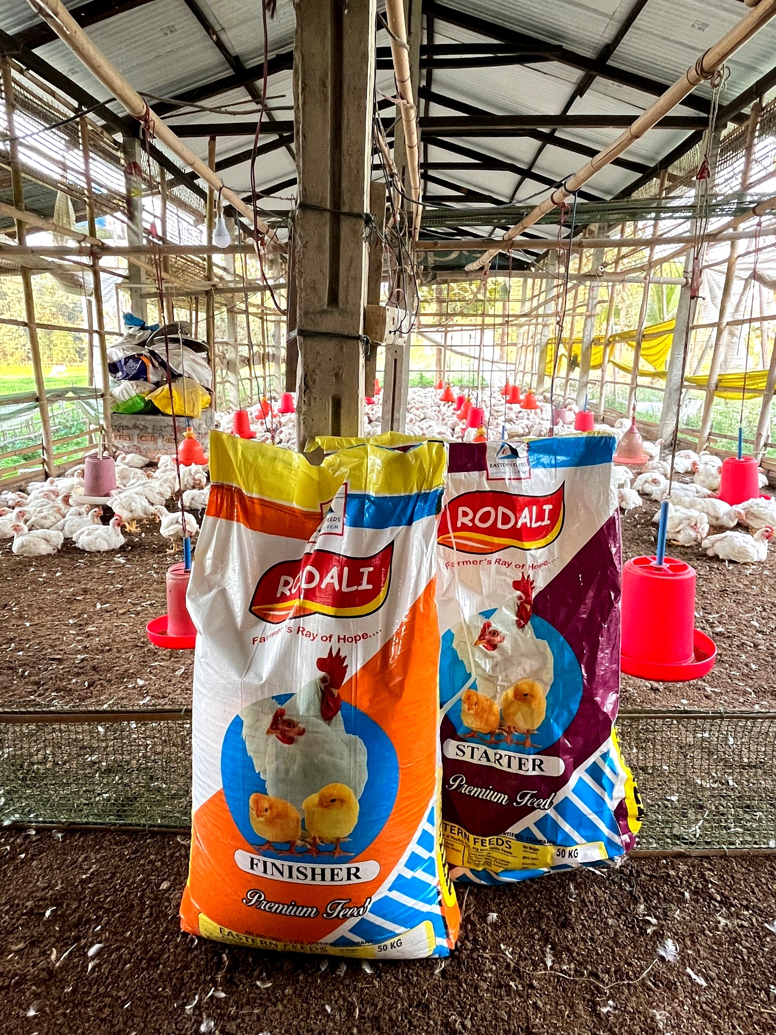 Eastern Feeds farm visit — poultry farm Assam
