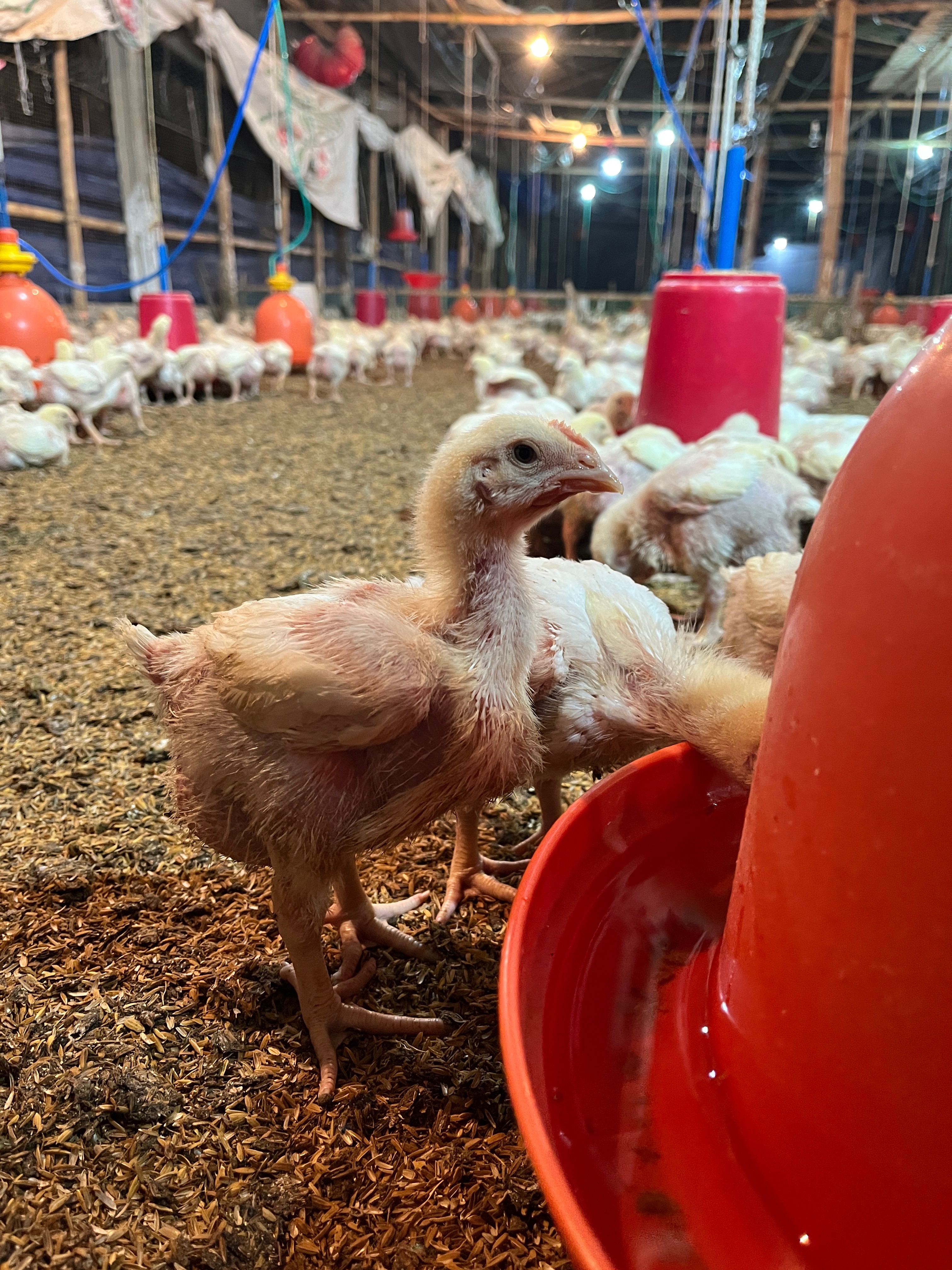 Eastern Feeds farm visit — field partner Assam