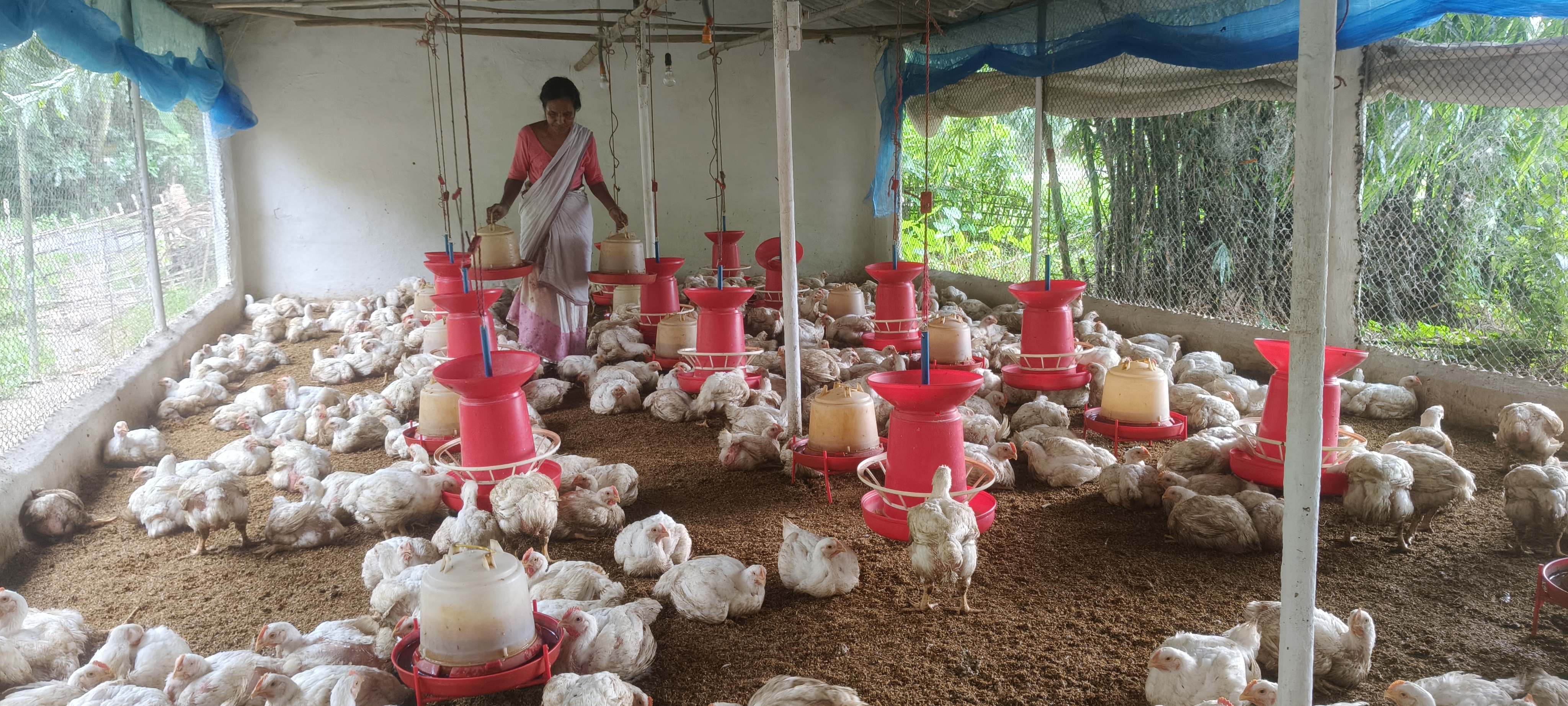 Eastern Feeds farm visit — partner farm Assam