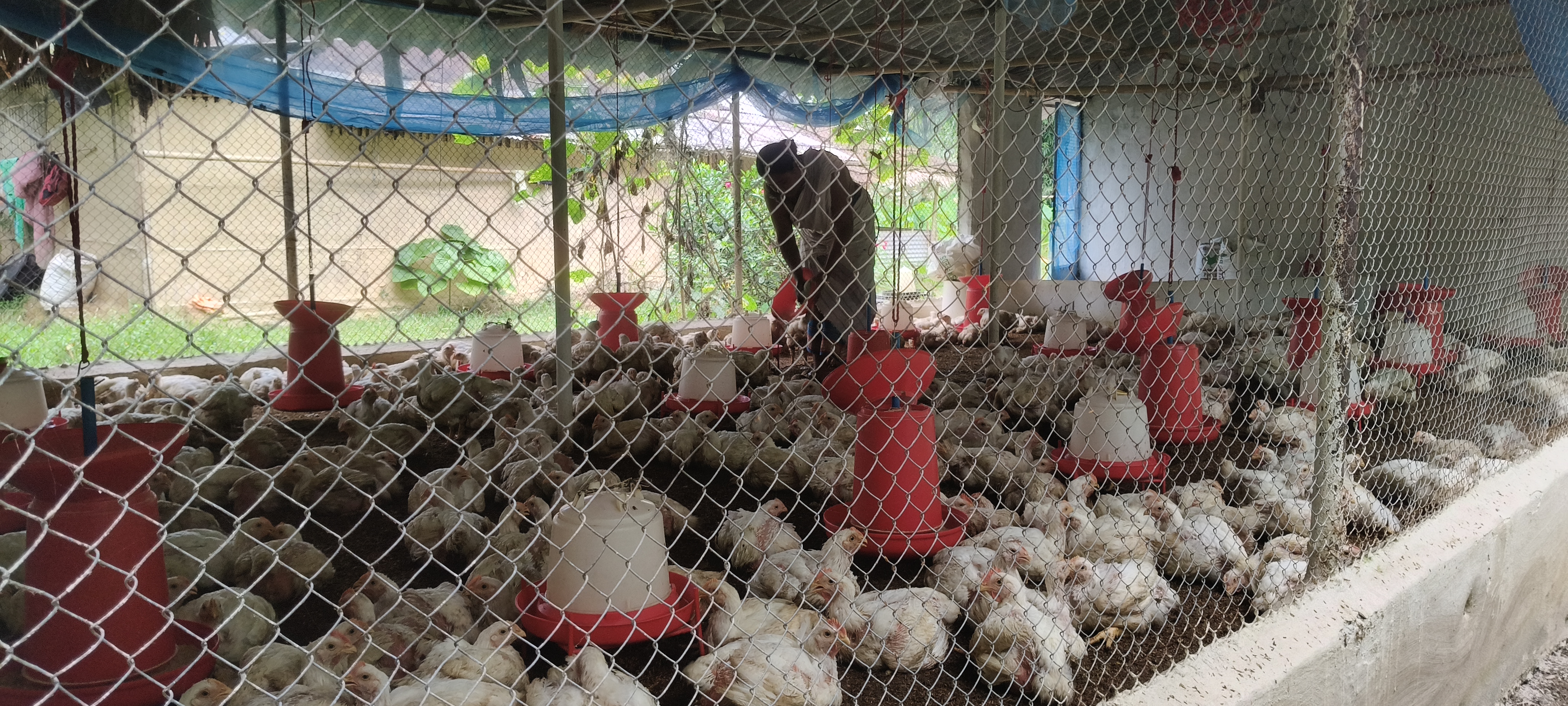 Eastern Feeds farm visit — field visit Assam